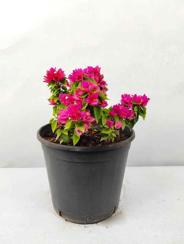 Air Purifying Plants