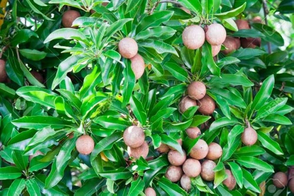 Outdoor Plants