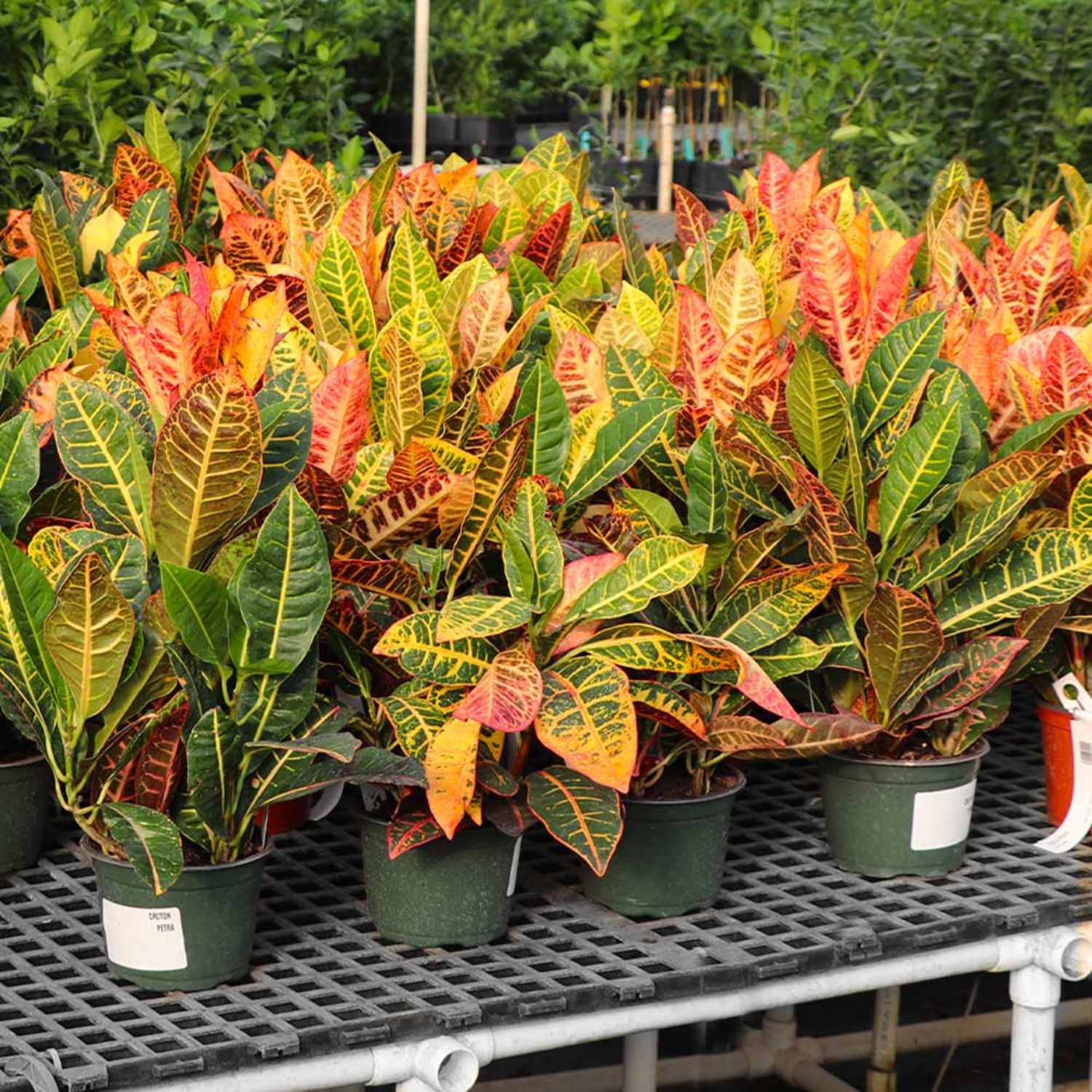 Indoor and Outdoor Plants Bundle