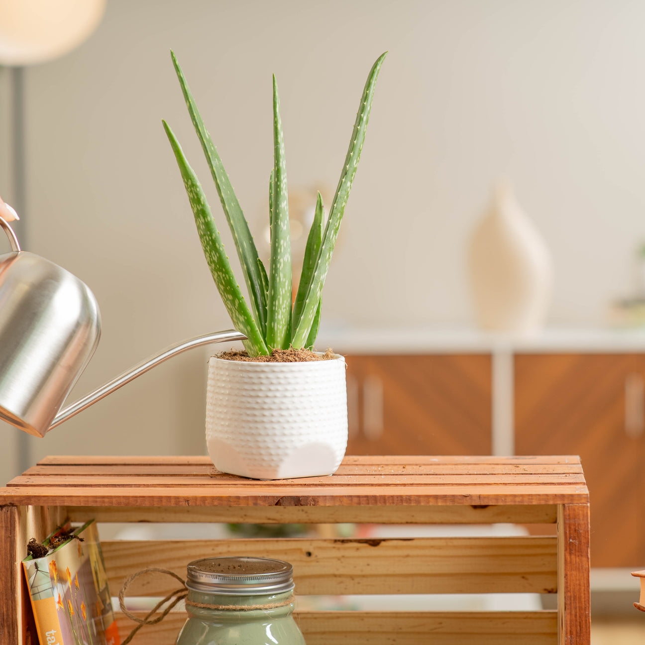 Office Plants