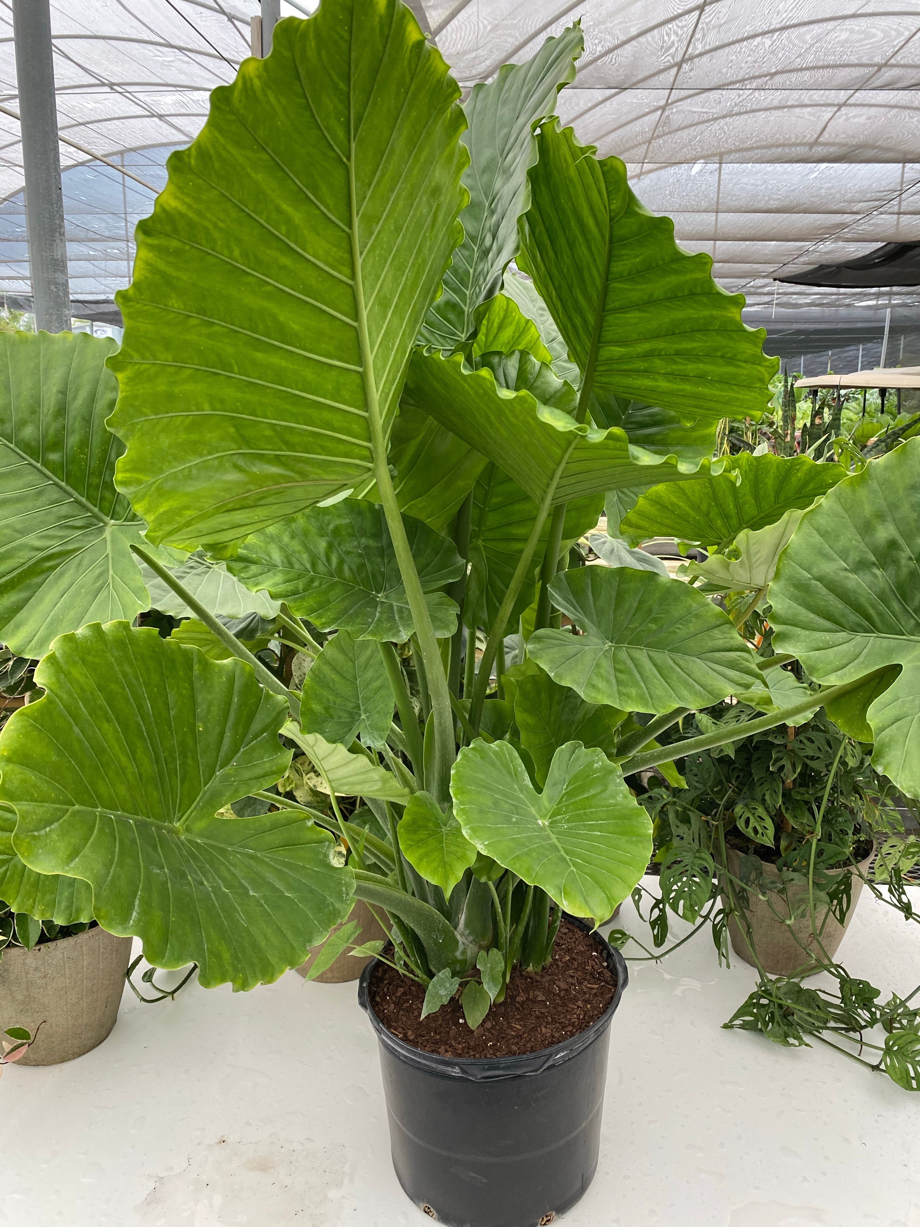 Indoor Plants Dubai