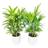 Bundle Offer – 2 x Lady Palm (Rhapis Palm) | 100 CM with Ceramic Pots