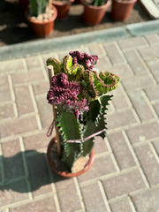 Cactus 40 cm – Unique Crested Beauty (Nursery Pot)