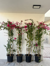 4 Bougainvillea Bundle Offer – 200 cm (Nursery Pots)