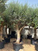 3 Meter Olive Tree (Olea Europaea)