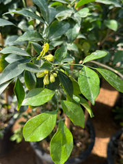 Murraya Jasmine – 110 cm (With Support Frame)