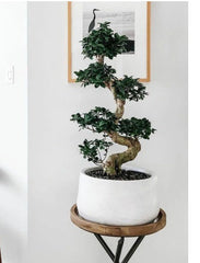 Ficus Bonsai - S Shape