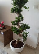 Ficus Bonsai - S Shape