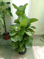 Fiddle Plant