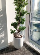 Ficus Bonsai - S Shape