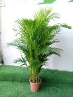 Areca Palm (Dypsis lutescens / Chrysalidocarpus lutescens)
