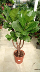Fiddle Leaf Tree