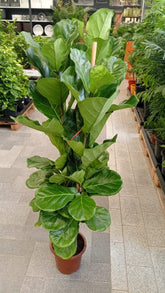 Fiddle Leaf Tree