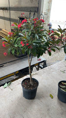 Jatropha Plant (Jatropha curcas)