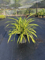 Pandanus Baptistii Variegata