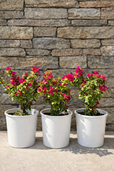 3 Pcs Small Bougainvillea Bundle – Colorful Outdoor Beauty