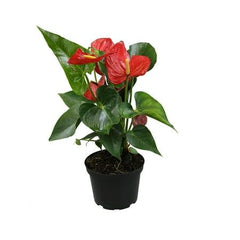 Anthurium red