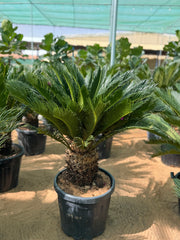 Cycas / sago palm