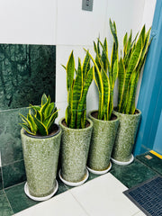 4 Snake Plant Bundle with Premium Ceramic Pots