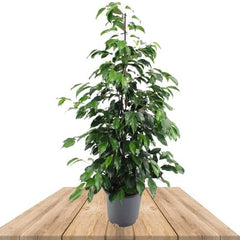 Ficus Benjamina Holland