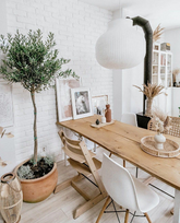 European Olive Tree (Olea Europaea) – Slim Trunk | Height 150–160 cm Nursery pot