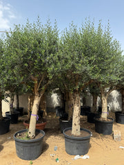 3 Meter Olive Tree (Olea Europaea)