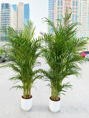 ๐ฟ Areca Palm โ 2 Pcs Combo size 150cm| Indoor Plants with Pot (Beginner Friendly)