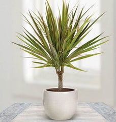 Dracaena Marginata small