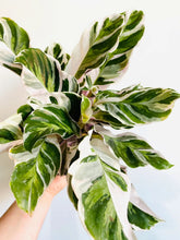 calathea white fusion