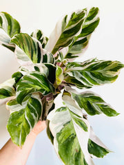 calathea white fusion