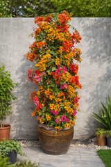 Bougainvillea Premium Outdoor Flowering Plant – Color Mix | Large Ceramic Pot 200 cm