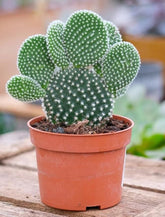 Opuntia Microdasys 'Bunny Cactus and Friends'