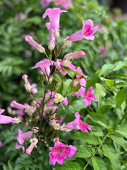 Pink Tecoma – 150 cm with Nursery Pot