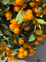 Citrus Lime in Ceramic Pot in UAE