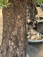 3M Old Trunk Olive Tree (Including Nursery Pot)