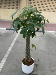 Pachira (Money Tree) – 100–120 CM with White Ceramic Pot 🌿