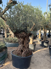 Olive Tree – Gnarled Old Trunk | Height approx. 2.3 m (230cm)