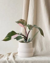 Philodendron pink Princess