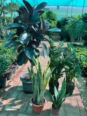 Indoor Green Bundle Offer – Zamia + Snake Plant + Rubber Plant (5 Plants Combo)