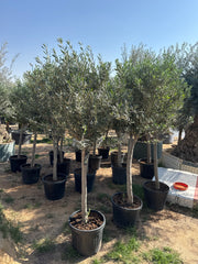 Olive Trees