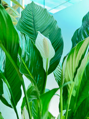 Spathiphyllum Holland – 120 cm (Peace Lily)