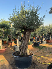 Tank Trunk Olive Tree – Old Sculptural Statement 200 cm