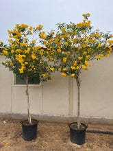 Tecoma Plant 2.7 cm– Yellow Flower (Outdoor) with Nursery Pot