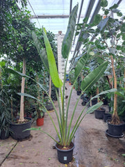 Ravenala Madagascariensis "Traveller's Palm