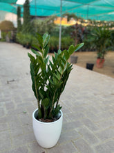 Zamia (ZZ Plant)40cm with Ceramic pot