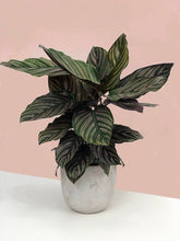 Calathea Ornata