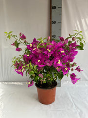 Bougainvillea Alexandra