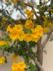 Tecoma Plant 2.7 cm– Yellow Flower (Outdoor) with Nursery Pot