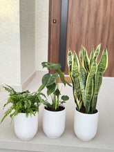 Beginner’s Indoor Plant Bundle – Set of 3 Easy-Care Plants