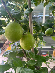 Citrus Lime Tree 200cm